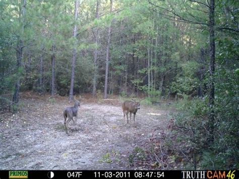 It encompasses 10,961 acres and is located east of Diboll and south of Lufkin. . Deer lease east texas